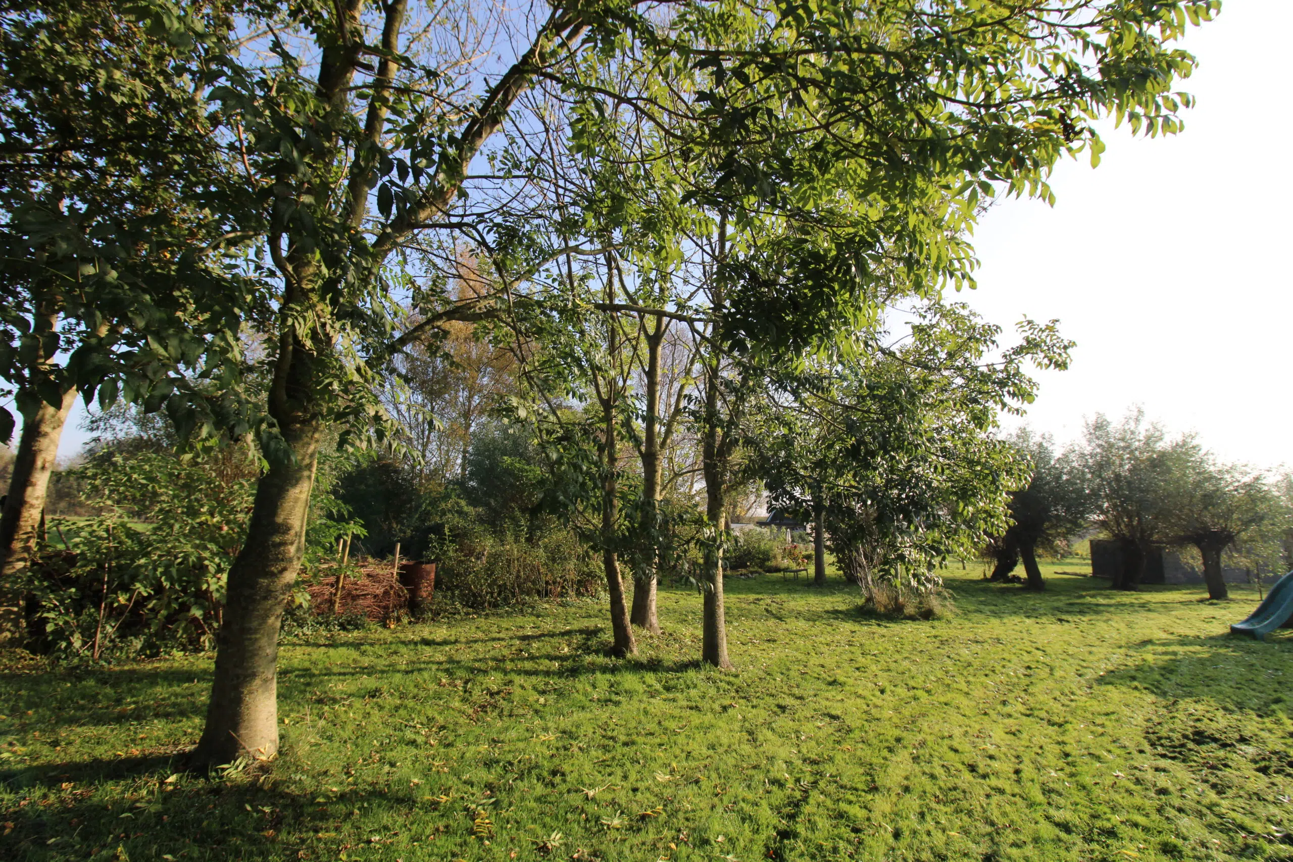 weiland met enkele bomen erin aan het begin van de herst