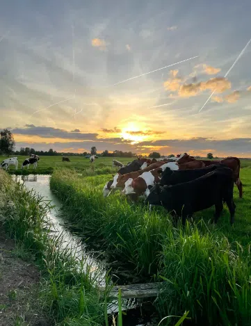 Koeien in het weiland in de natuur met een ondergaande zon.