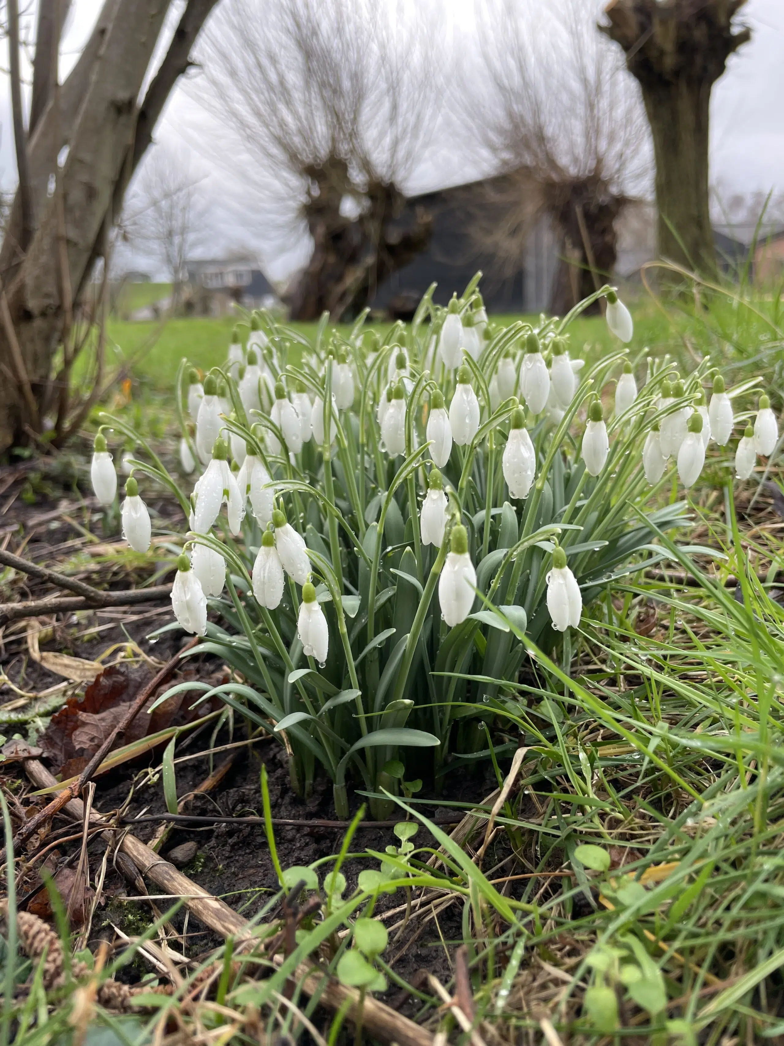 witte sneeuwklokjes met dauw erop in een grasveld