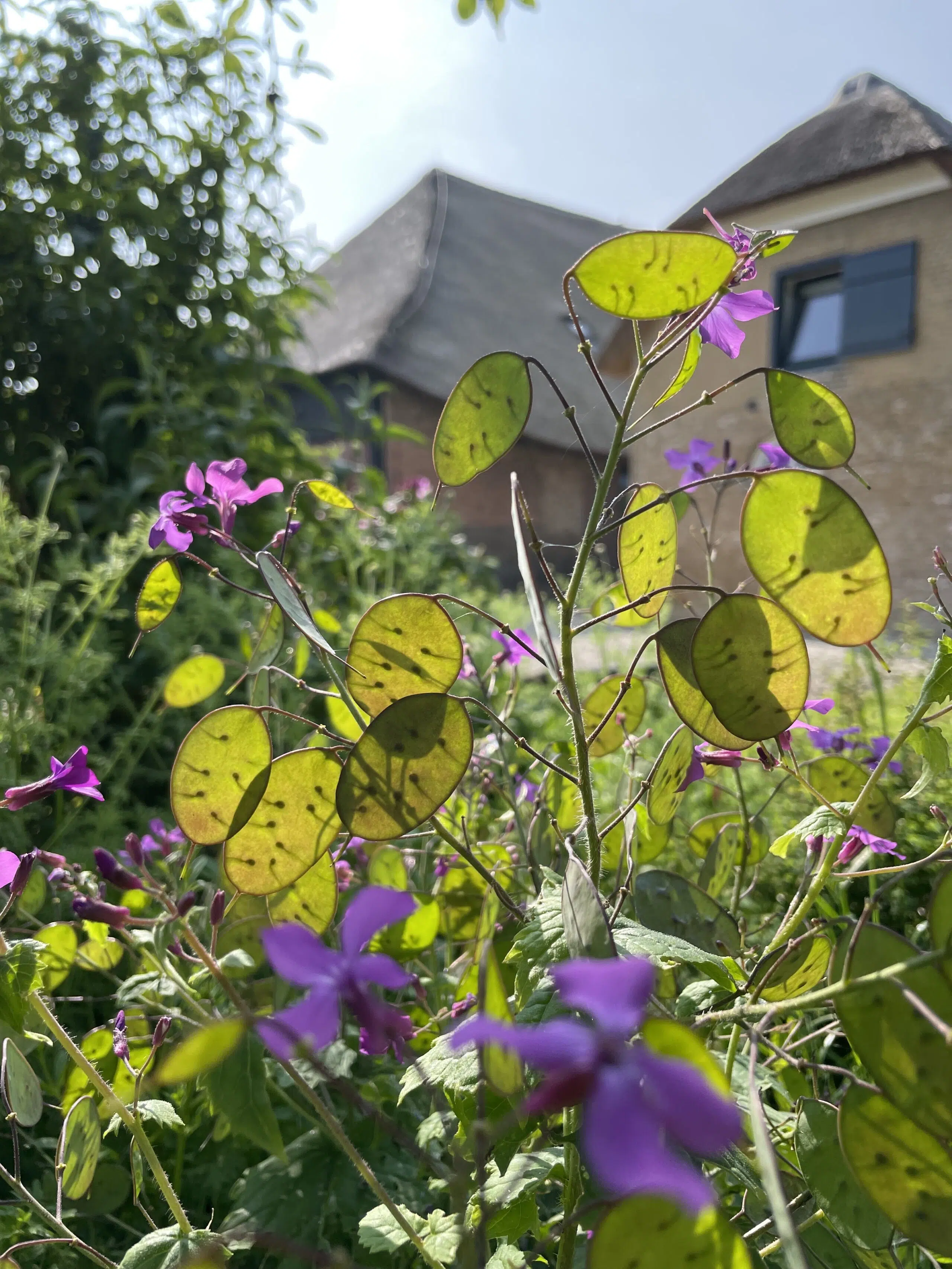 judaspenning met paarse bloemen waar de zon doorheen schijnt