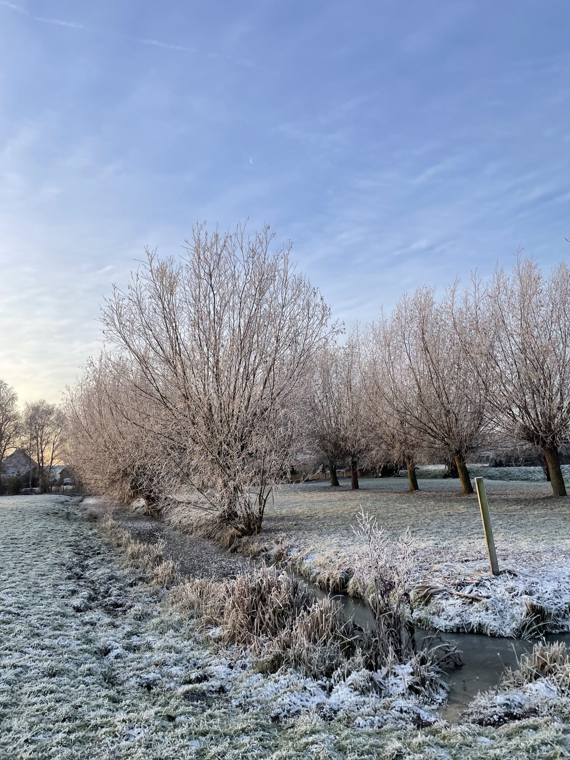 sneeuw en ijzel op het weiland tussen de wilgenbomen