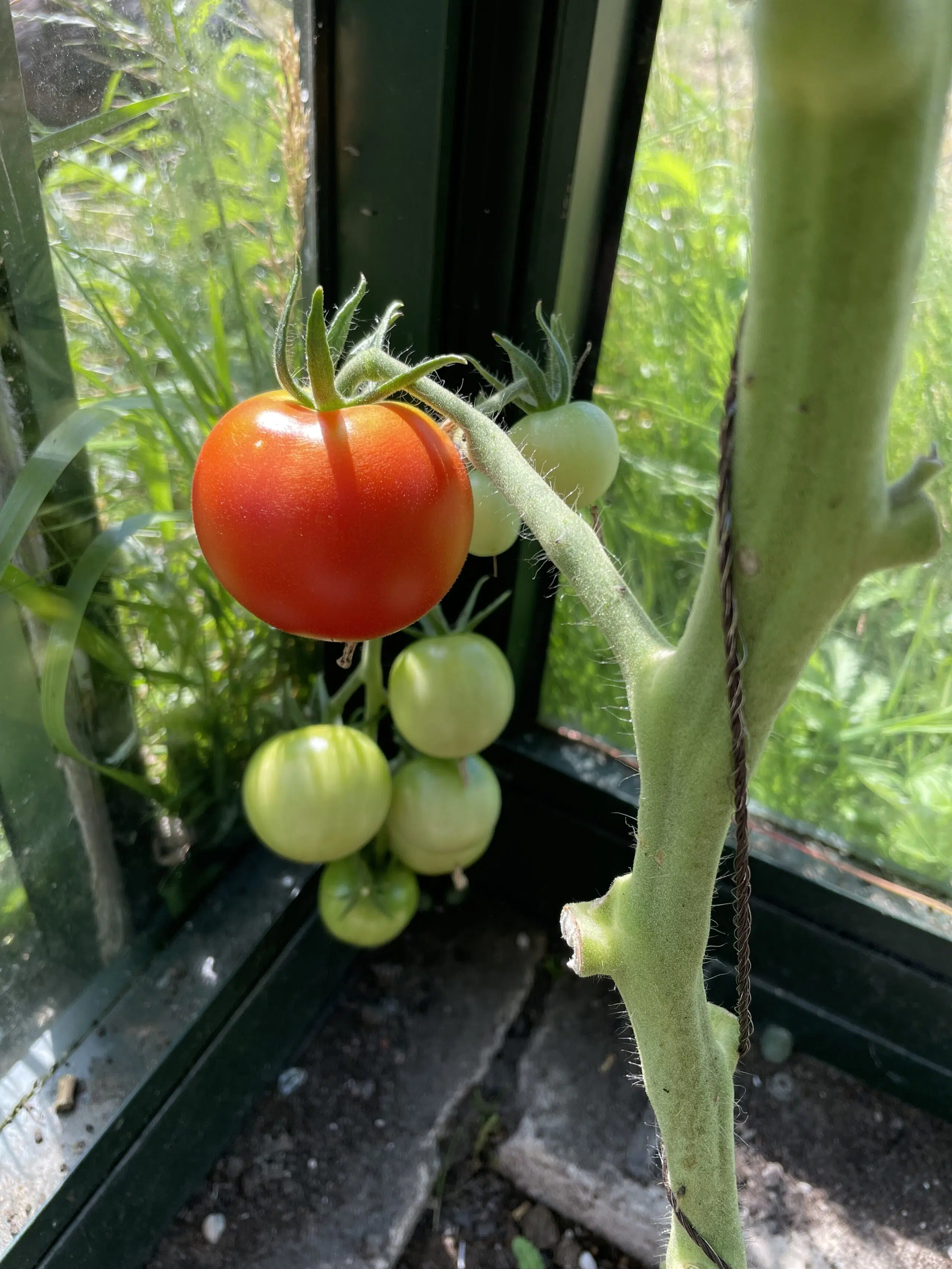 felrode rijpe tomaat aan een tomatenplant in de kas