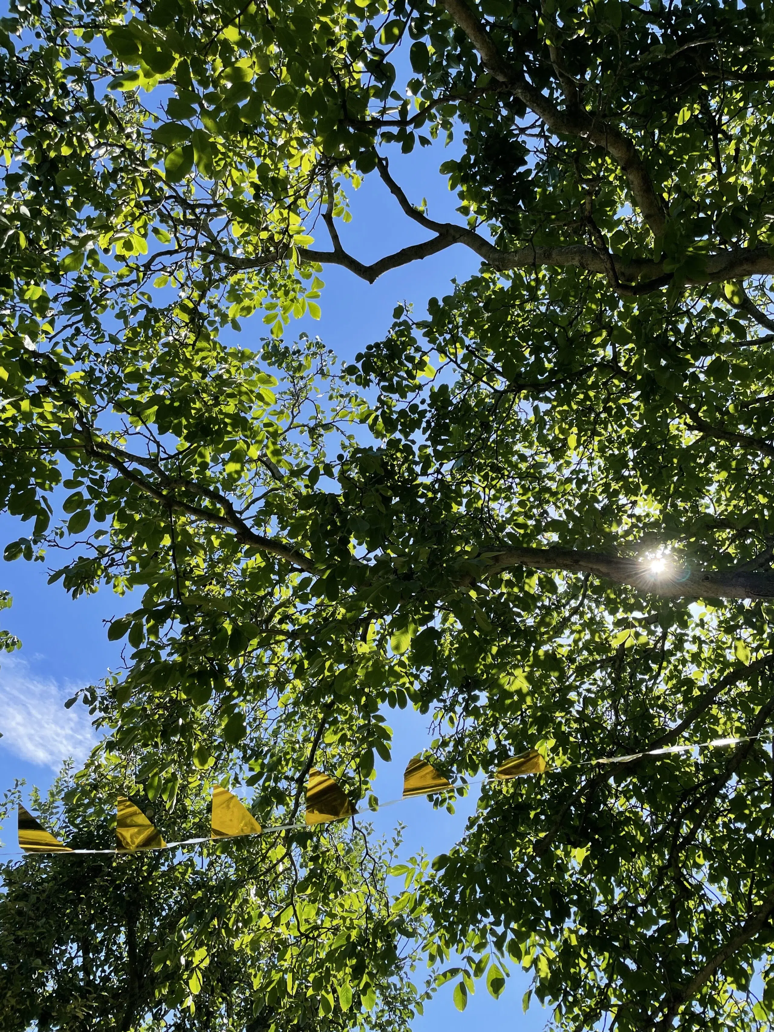 felle zon tussen blaadjes van een walnotenboom door, blauwe lucht en vlaggetjes