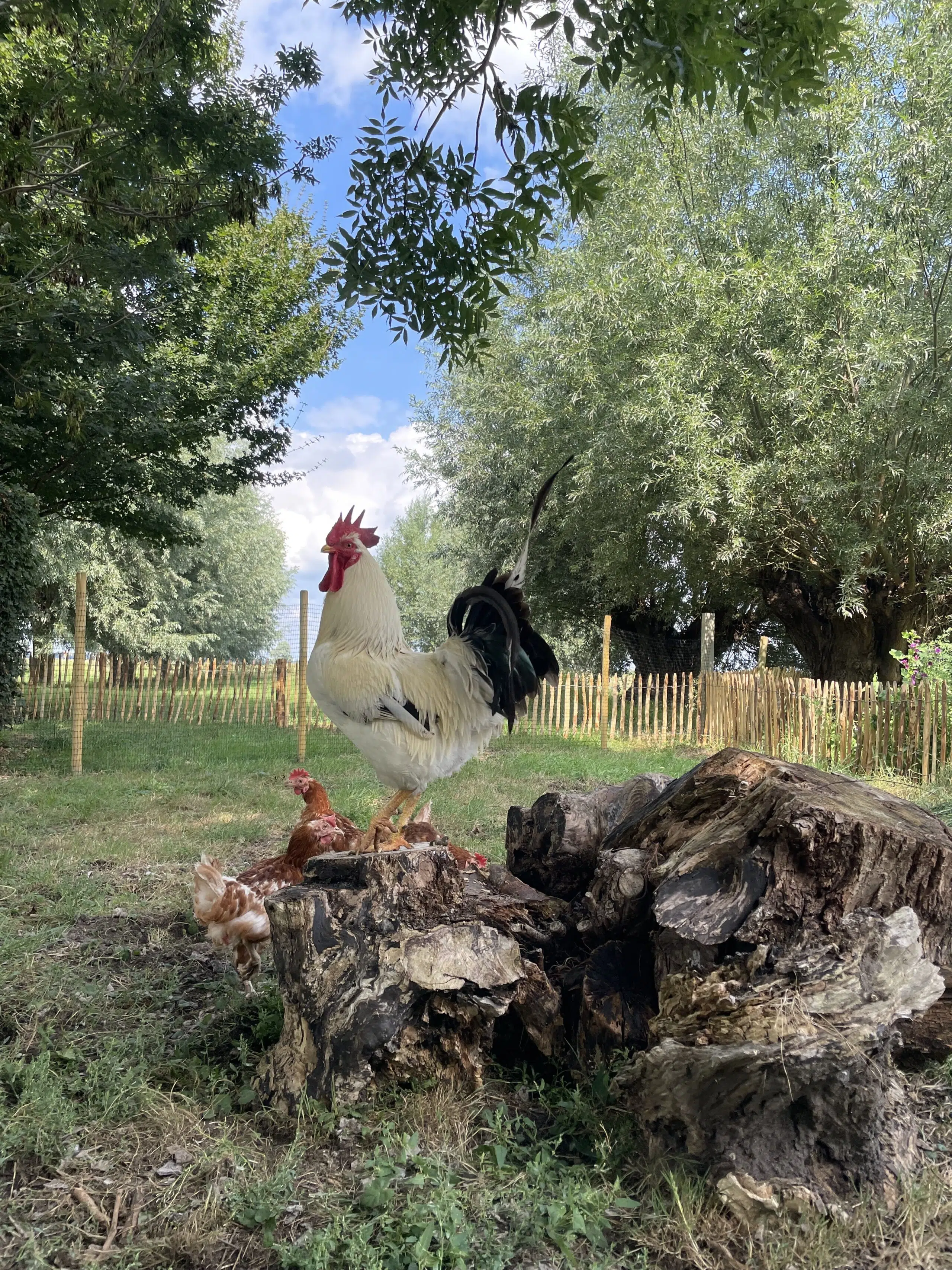 grote trotse witte haan tussen kippen onder bomen met een felblauwe lucht