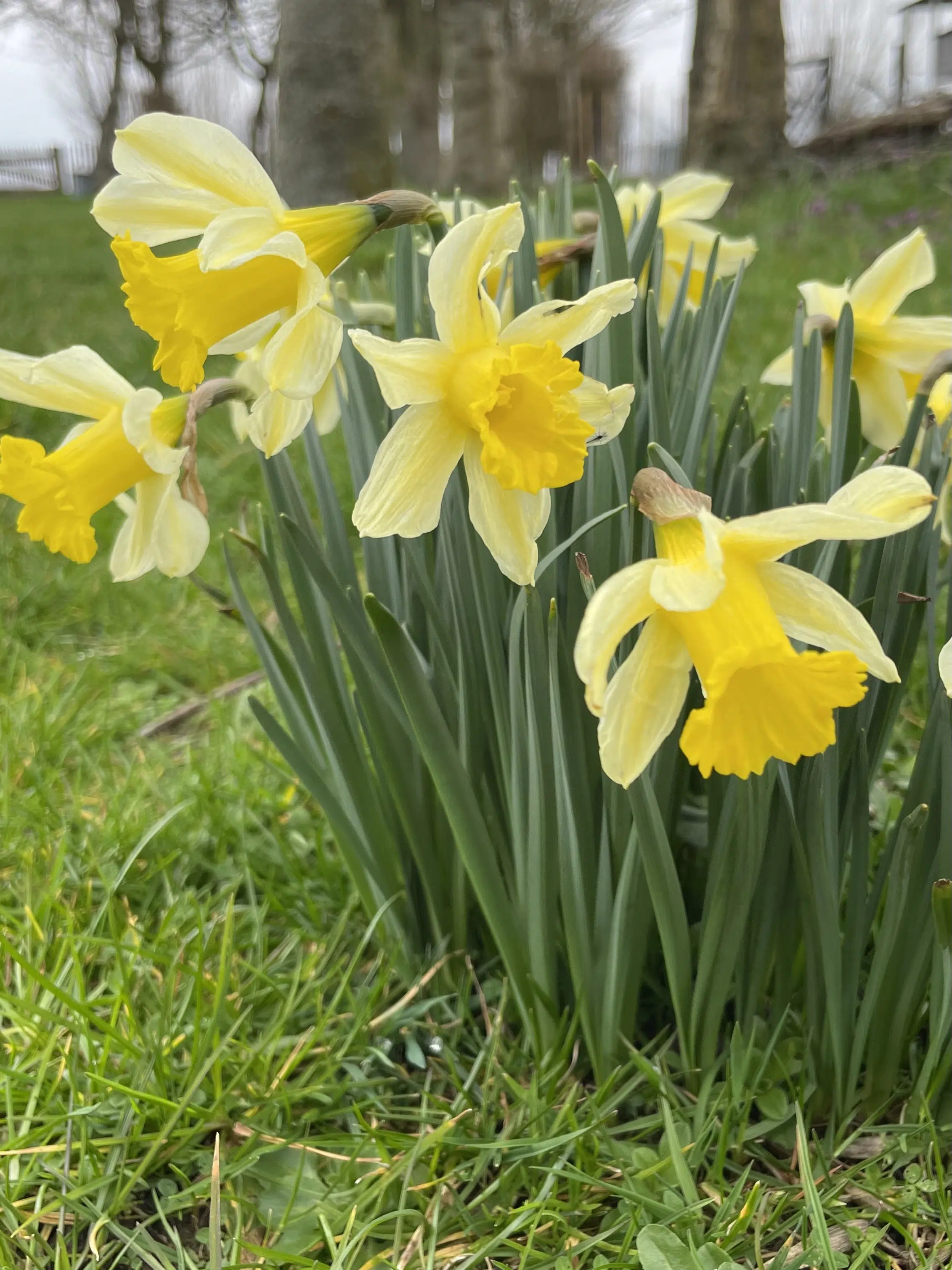 bloeiende gele narcissen, eerste teken van voorjaar in de natuur