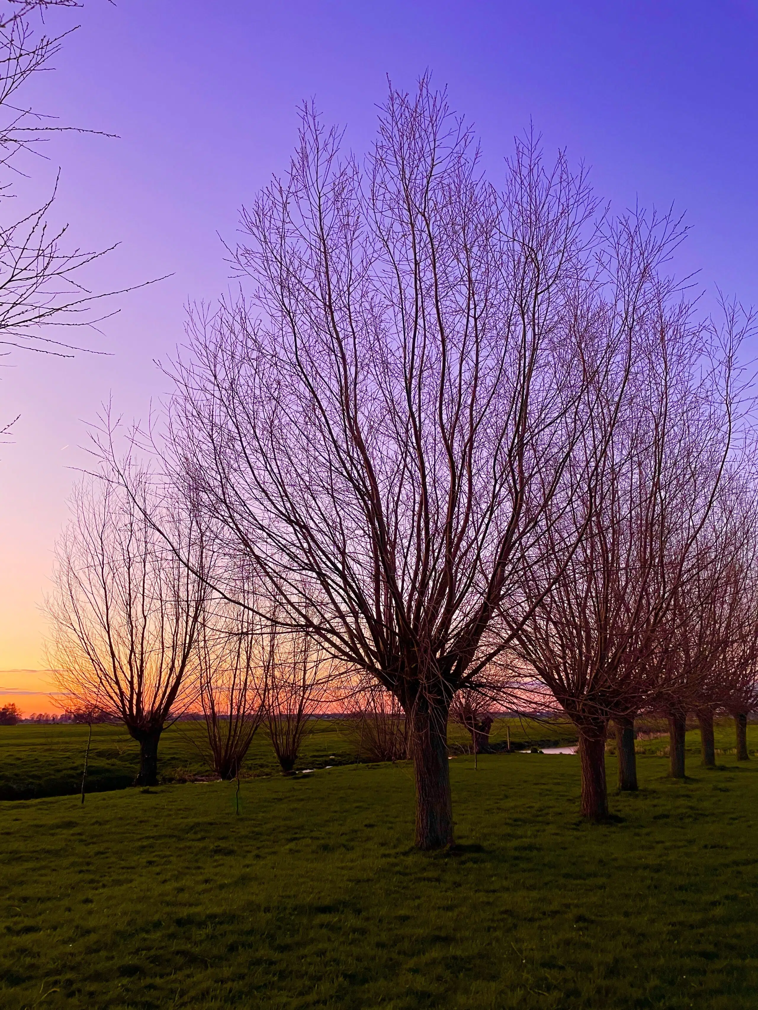 ondergaande zon, lucht gaat van oranje via rood en paars naar diep blauw met de wilgen in de boomgaard