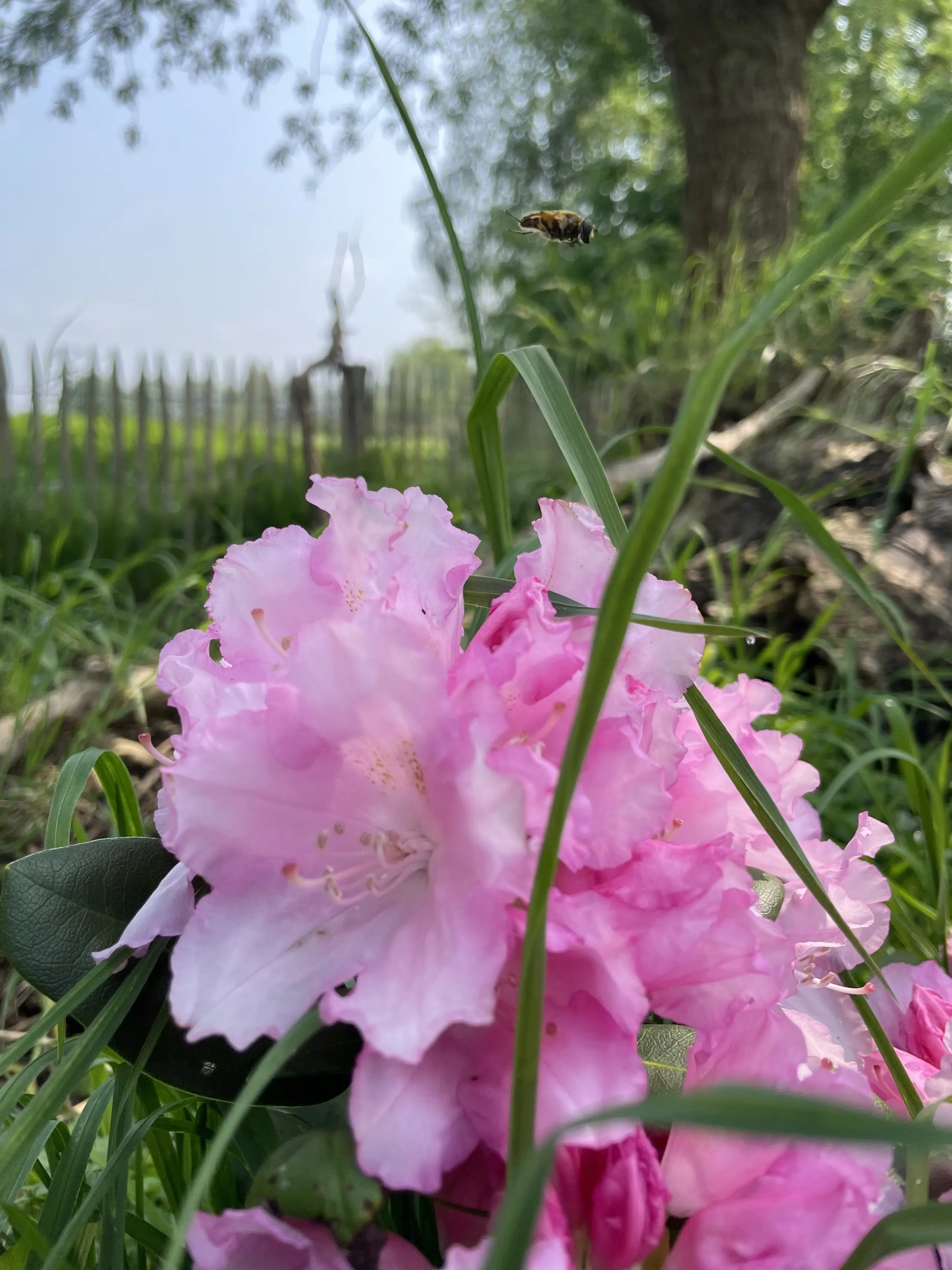 een zoemende bij boven de roze bloemen van een rhodondendron in de achtergrond het uitzicht op de weides