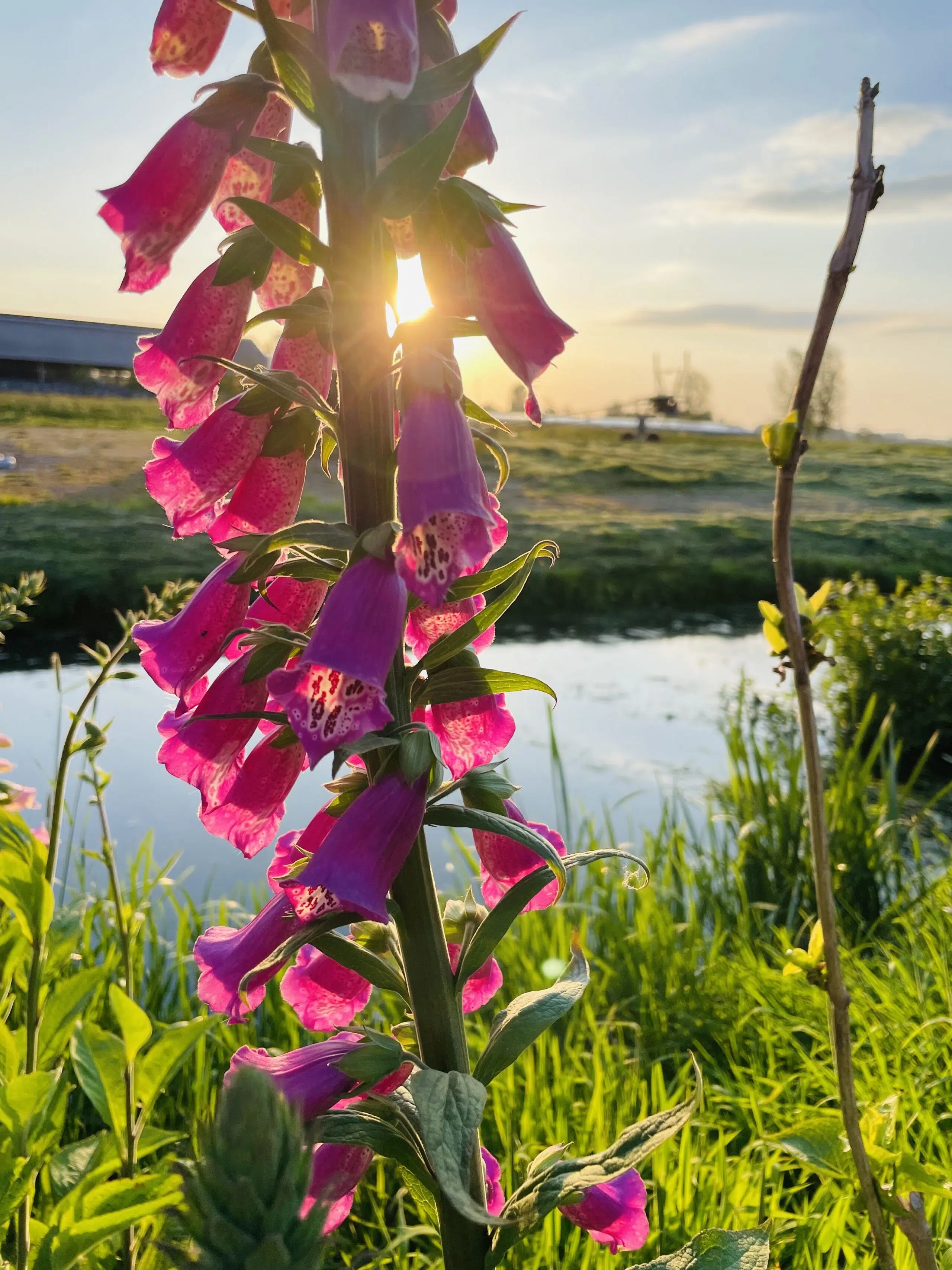 roze vingerhoedskruid bloeiend vlak voor het water met ondergaande zon