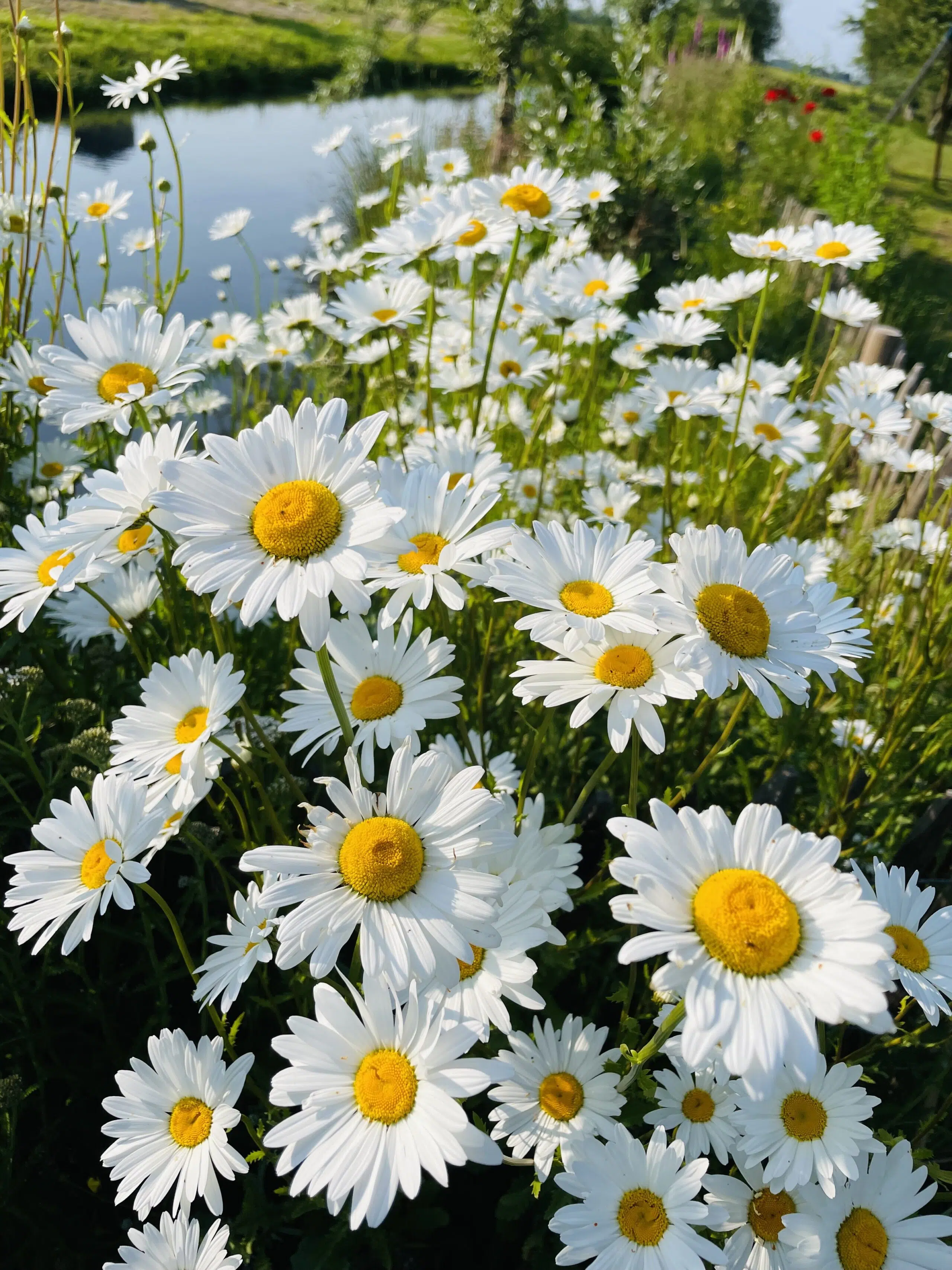 veld van bloeiende margrieten in de achtergrond het water van de slootjes in de Krimpenerwaard en het uitzicht