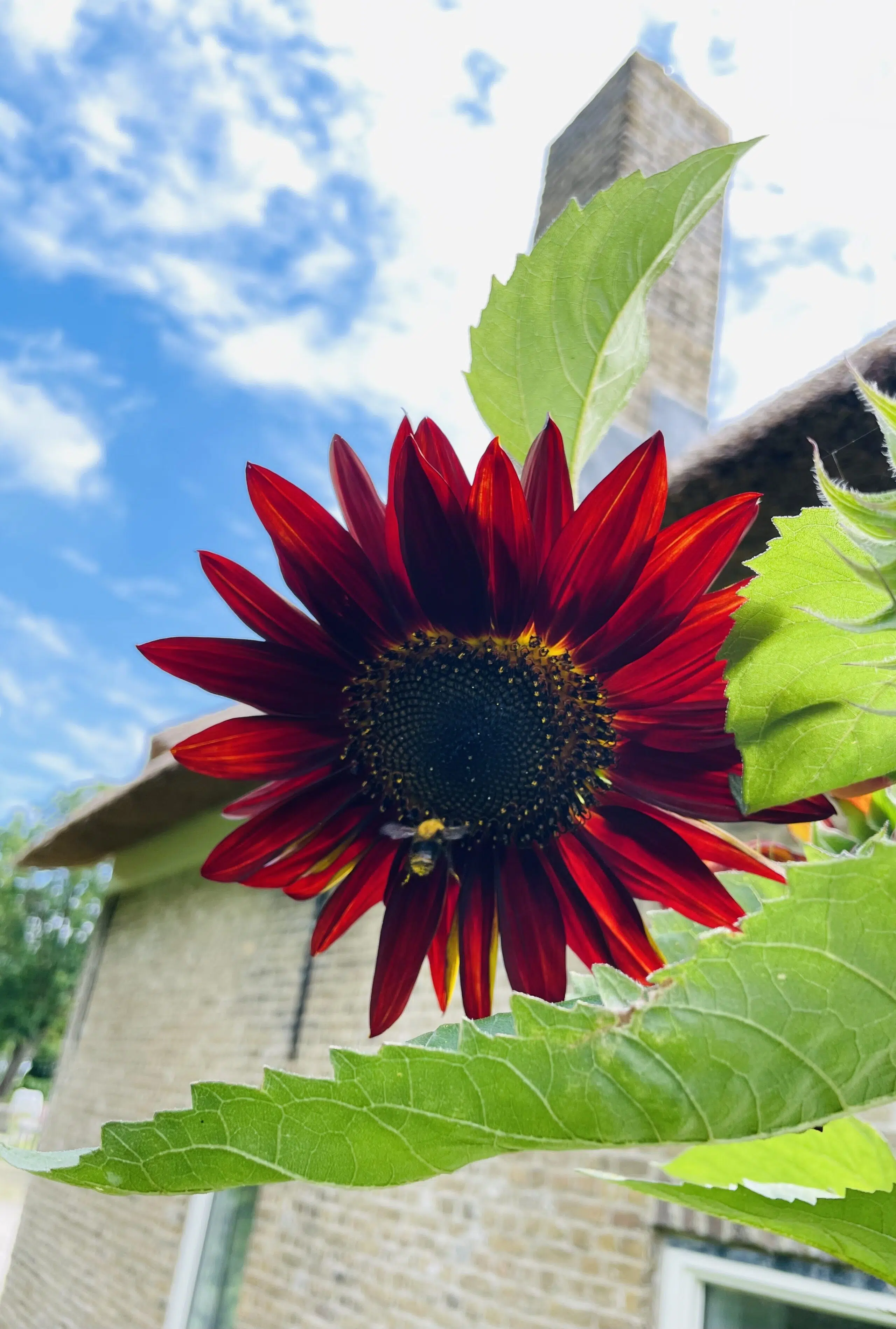 bloeiende rode zonnebloem tegen de achtergrond van het huisje voor overnachtingen bij Aan de Lek