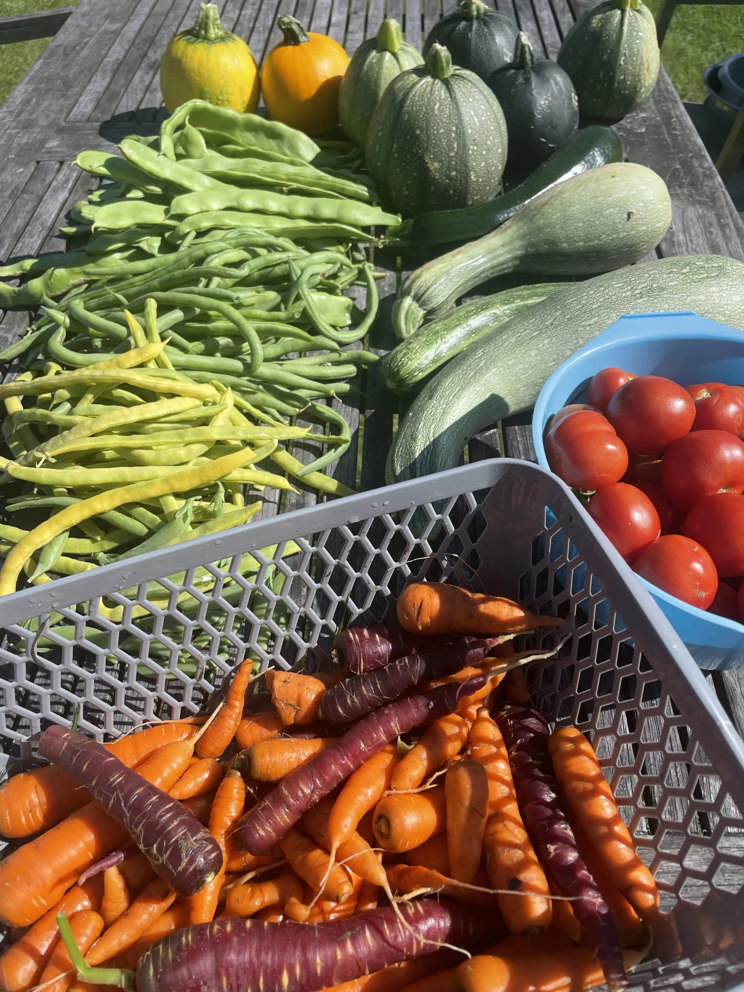 oogst uit de moestuin achter de vergaderplek, waaronder courgettes, sperziebonen tomaten en wortels