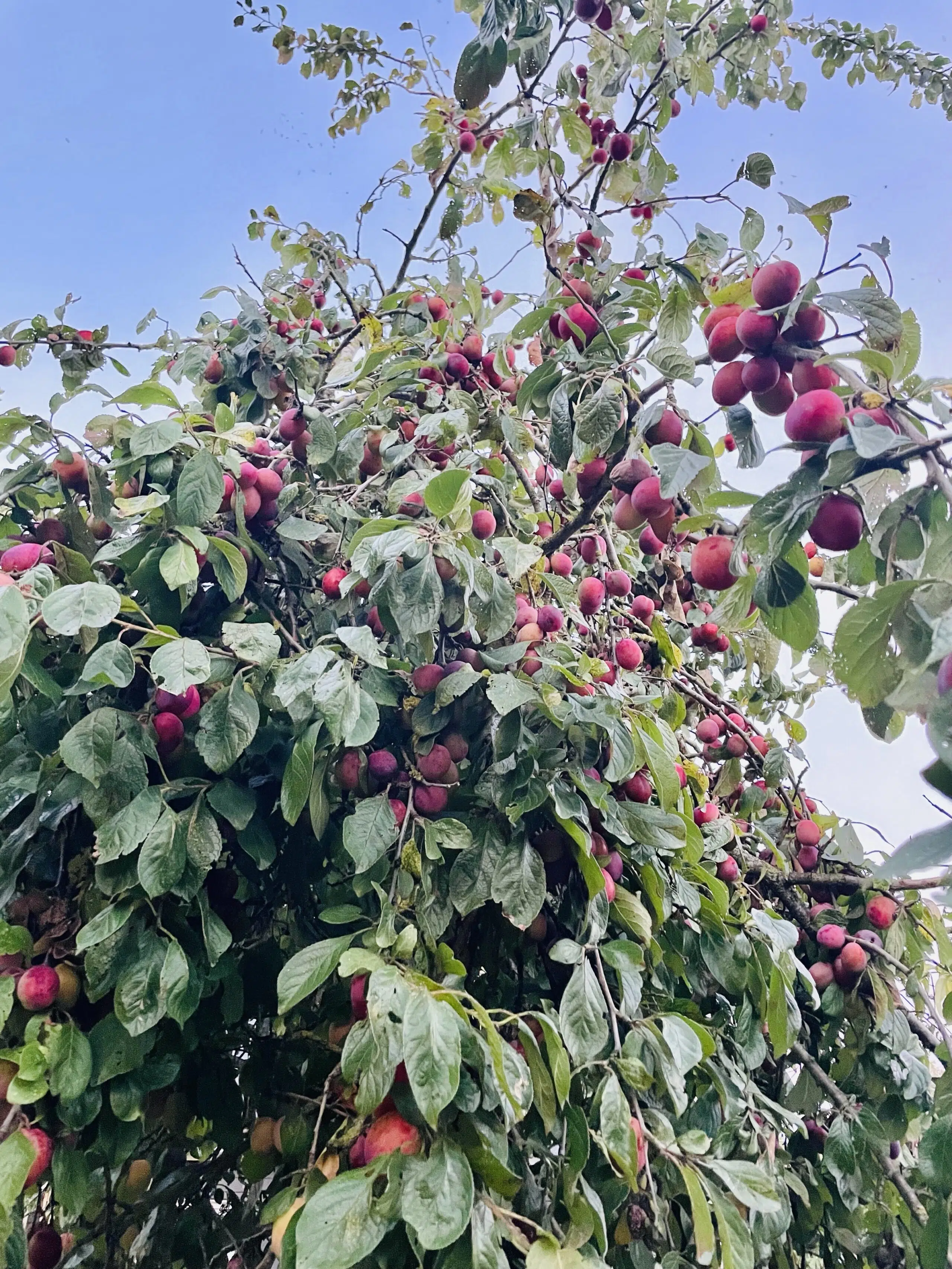 rijpe pruimen aan een pruimenboom in de boomgaard