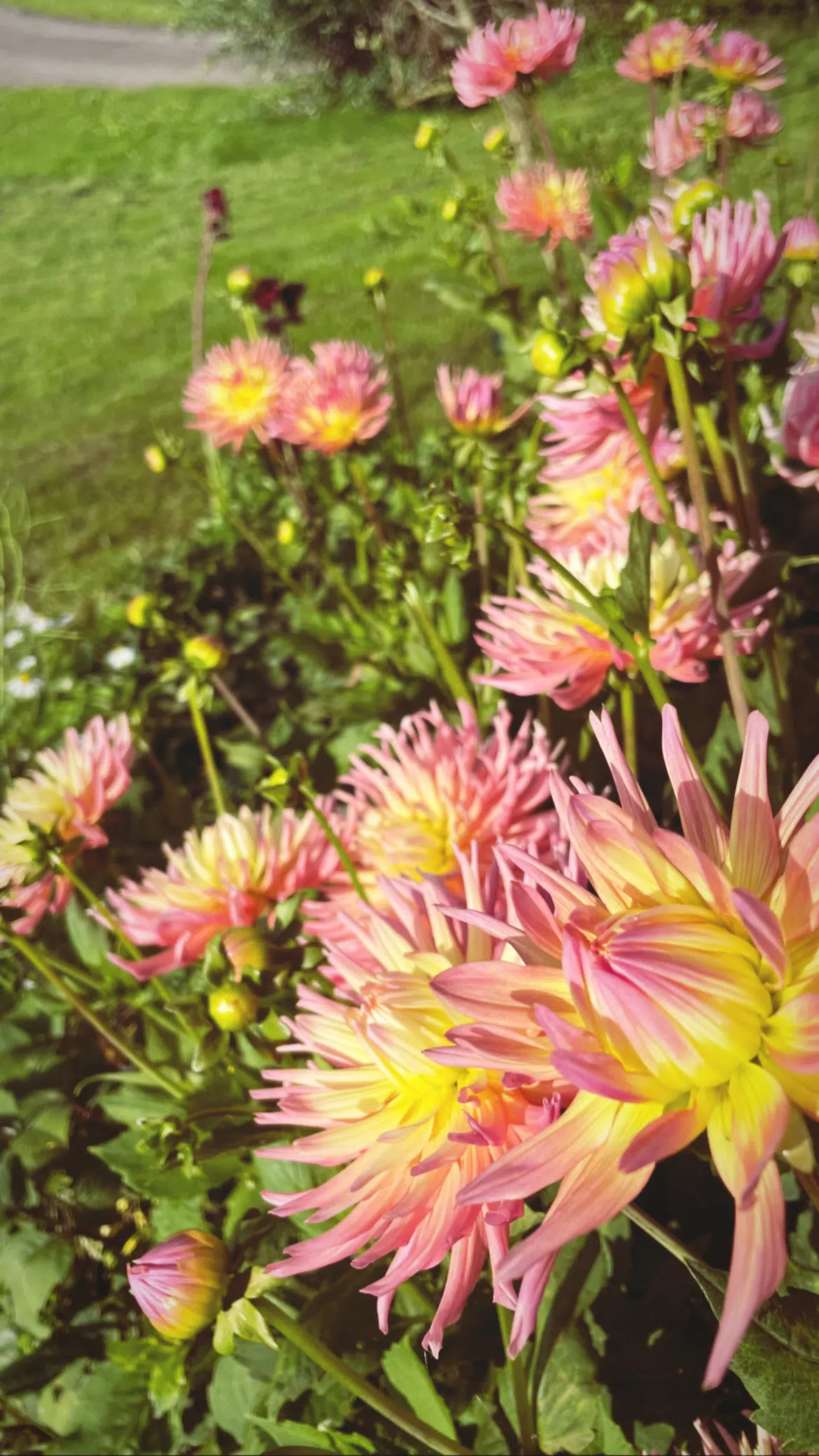bloeiende gele en roze dahlia's in een grasveld