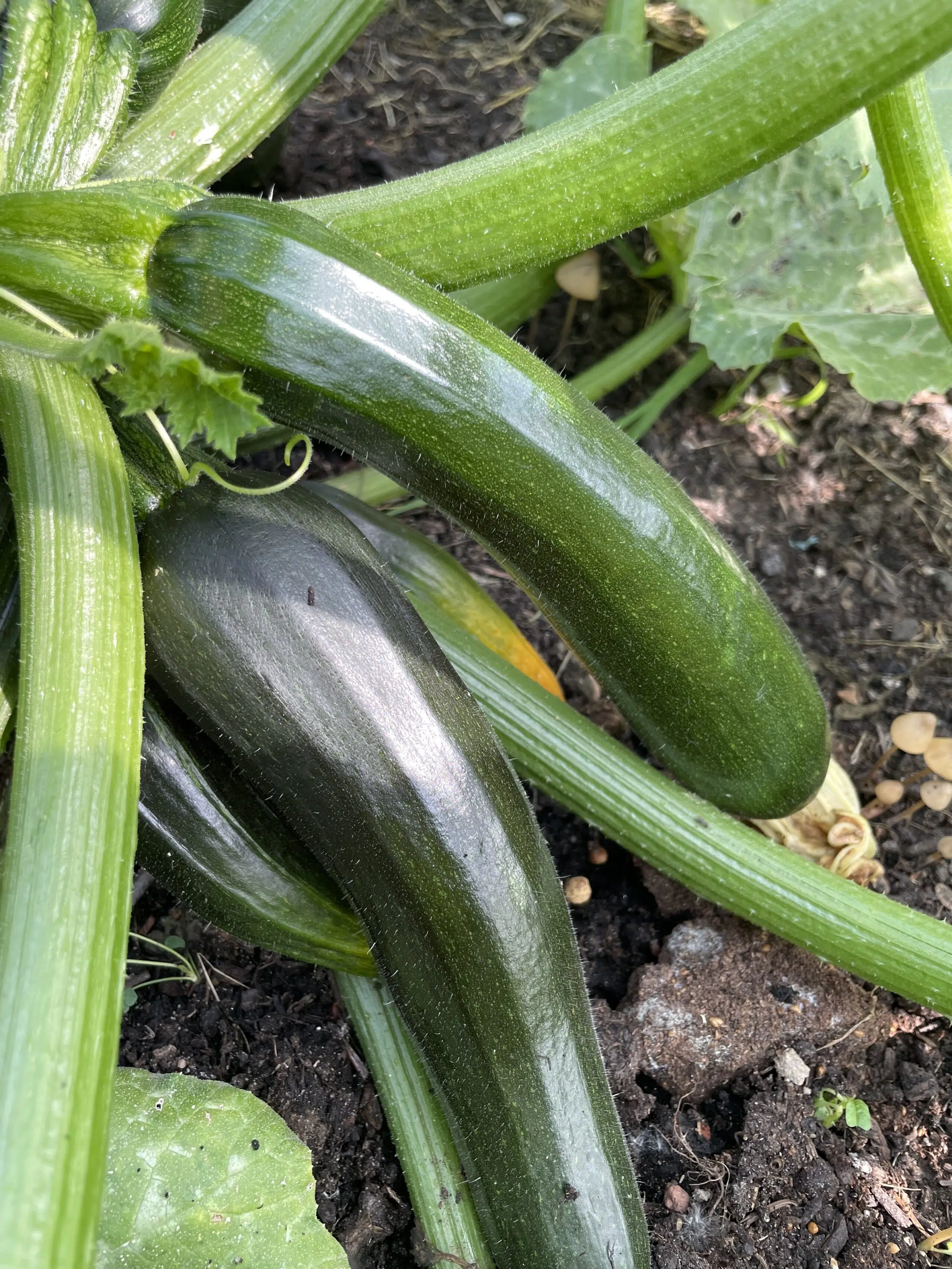 groeiende courgettes aan een courgetteplant in de moestuin met eromheen zwarte aarde