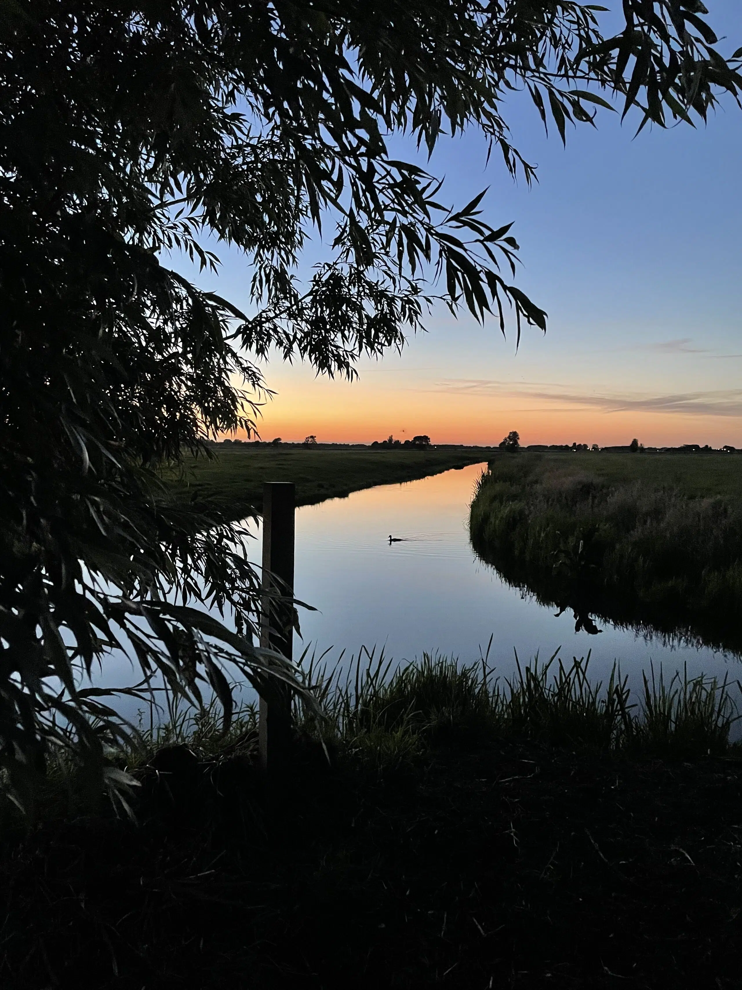 ondergaande zon in een sloot met een zwemmende eend