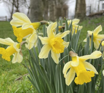bloeiende gele narcissen, eerste teken van voorjaar in de natuur