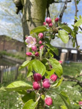 bloeiende appelboom in het voorjaar