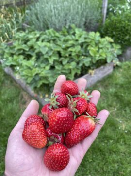 een hand vol aardbeien, oogst uit de moestuin van het groen rondom de vergaderplek
