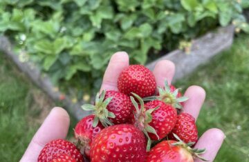 een hand vol aardbeien, oogst uit de moestuin van het groen rondom de vergaderplek
