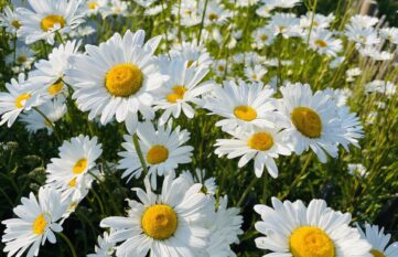 veld van bloeiende margrieten in de achtergrond het water van de slootjes in de Krimpenerwaard en het uitzicht