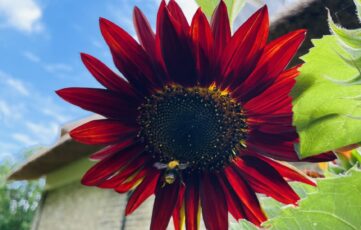 bloeiende rode zonnebloem tegen de achtergrond van het huisje voor overnachtingen bij Aan de Lek