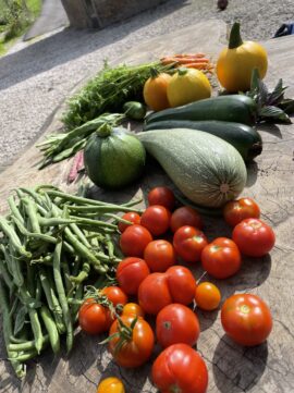 oogst uit de moestuin met tomaten, courgette, sperziebonen en pompoenen