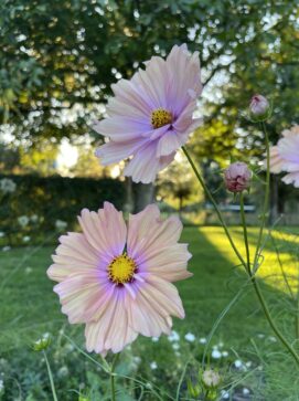 bloeiende cosmea, roze bloemen tegen een zonnige achtergrond van de natuur rondom de vergaderlocatie