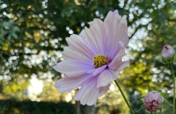 bloeiende cosmea, roze bloemen tegen een zonnige achtergrond van de natuur rondom de vergaderlocatie