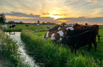 Koeien in het weiland in de natuur met een ondergaande zon.