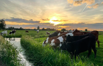 Koeien in het weiland in de natuur met een ondergaande zon.